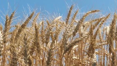 Ears wheat field sky summer farm. griculture. farming. rye field with golden Stock Footage 240828291