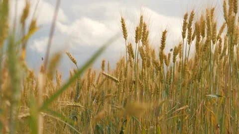 Ears wheat field sky summer farm. griculture. farming. golden flakes yellow Stock Footage 241378513