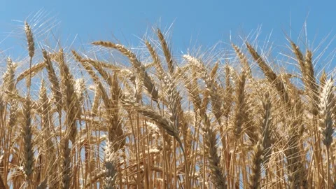Ears wheat field sky summer farm. griculture. farming. landscape wheat summer Stock Footage 241379084