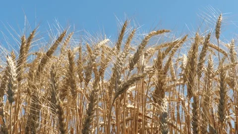 Ears wheat field sky summer farm. griculture. farming. yellow spikes sway wind Stock Footage 242389752