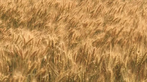 Ears wheat field sky summer farm. griculture. farming. Rural landscape wheat Stock Footage 242569229