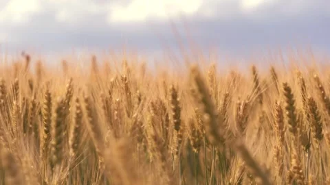 Ears wheat field sky summer farm. griculture. farming. eco friendly wheat farm Stock Footage 242698185