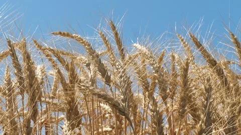 Ears wheat field sky summer farm. griculture. farming. Great view agricultural Stock Footage 242698259
