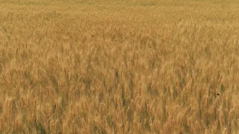 Ears wheat field sky summer farm. griculture. farming. Rural view harvest. eco Stock Footage 242807072