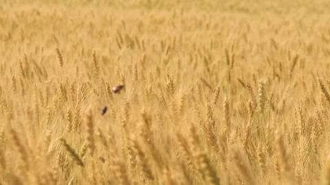 Ears wheat field sky summer farm. griculture. farming. harvest business realizes Stock Footage 243285275