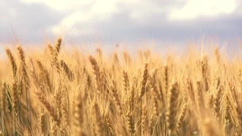 Ears wheat field sky summer farm. griculture. farming. landscape wheat summer Stockbeeldmateriaal 243285496
