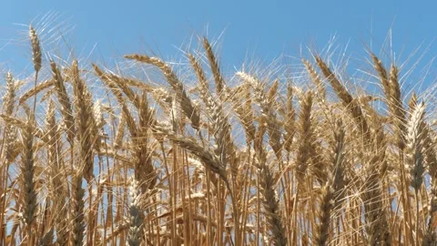 Ears wheat field sky summer farm. griculture. farming. summer walk through large Stock Footage 243387784