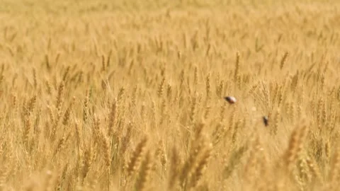 Ears wheat field sky summer farm. griculture. farming. grain harvest ripens Stock Footage 243595973