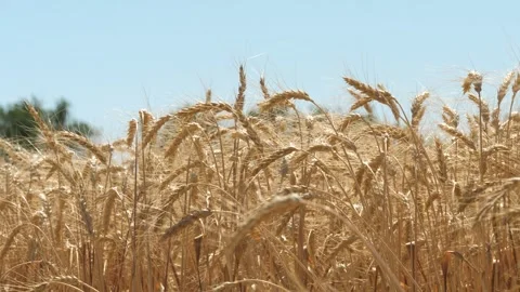 Ears wheat field sky summer farm. griculture. farming. field landscape. wheat Stock Footage 243769005