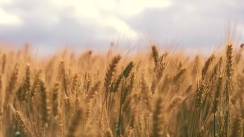 Ears wheat field sky summer farm. griculture. farming. harvest season summer Stock Footage 244012064