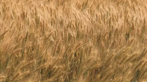 Ears wheat field sky summer farm. griculture. farming. walk large wheat field Stock Footage 244012167