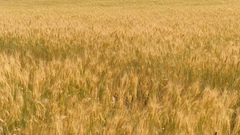 Ears wheat field sky summer farm. griculture. farming. walk large wheat field Stock Footage 244135456