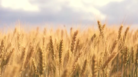 Ears wheat field sky summer farm. griculture. farming. yellow spikes sway wind Stock Footage 244238220