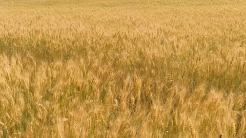 Ears wheat field sky summer farm. griculture. farming. close-up golden ears Stock Footage 244310464
