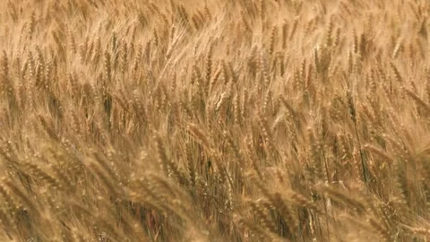Ears wheat field sky summer farm. griculture. farming. wheat seeds slowly sway Stock Footage 245037719