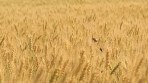 Ears wheat field sky summer farm. griculture. farming. Close-up ears wheat light Stock Footage 245518604