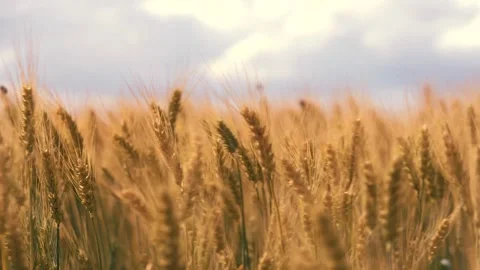 Ears wheat field sky summer farm. griculture. farming. business field growing Stock Footage 246089366