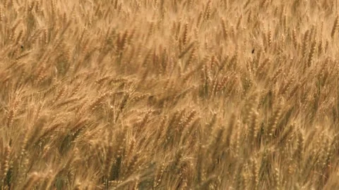 Ears wheat field sky summer farm. griculture. farming. business wheat field Stock Footage 246278576
