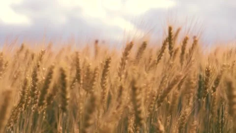 Ears wheat field sky summer farm. griculture. farming. yellow ears wheat field Stock Footage 246645685