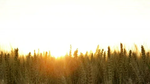 Ears of wheat field with sun Stock Footage 791554