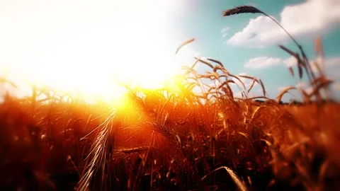 Ears of wheat field at sunset background Stock Footage 193994563