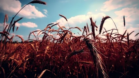 Ears of wheat field at sunset background Stock Footage 220128229