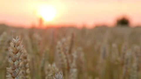 Ears of wheat in field at sunset Stock Footage 82017915