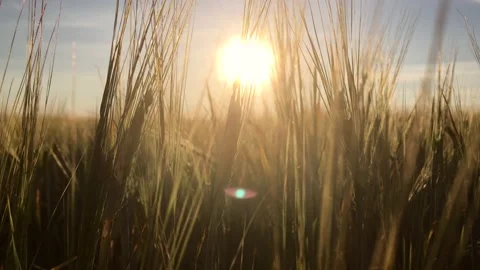 Ears of wheat in a field at sunset sway in the wind, close-up Stock Footage 157097043