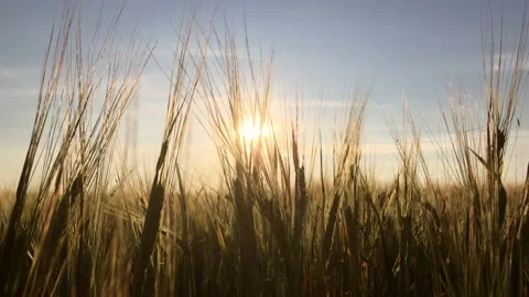 Ears of wheat in a field at sunset sway in the wind, close-up Stock Footage 157097351