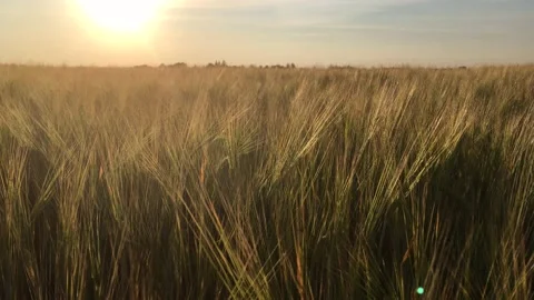 Ears of wheat in a field at sunset sway in the wind, close-up Stock Footage 157097570