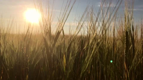 Ears of wheat in a field at sunset sway in the wind, close-up Stock Footage 157097628