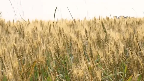 The ears of wheat in the field sway in the wind. Stock Footage 167478146