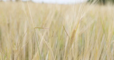 Ears of wheat on the field. Walk in large wheat field. Stock Footage 160526647