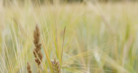 Ears of wheat on the field. Walk in large wheat field. Stock Footage 160526728