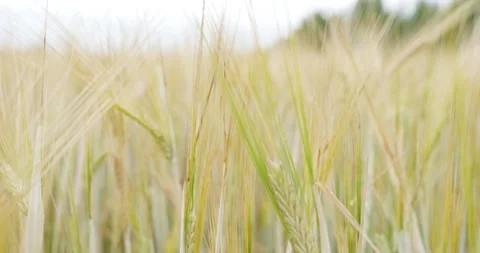 Ears of wheat on the field. Walk in large wheat field. Stock Footage 160526788