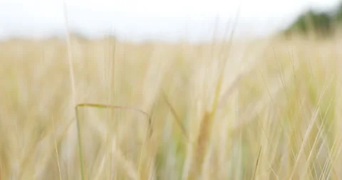 Ears of wheat on the field. Walk in large wheat field. Stock Footage 160526841