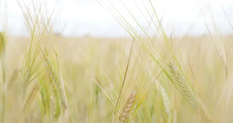 Ears of wheat on the field. Walk in large wheat field. Stock Footage 160526917