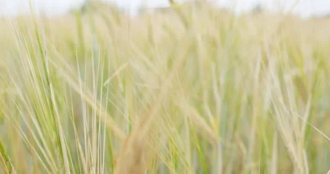 Ears of wheat on the field. Walk in large wheat field. Stock Footage 160527089