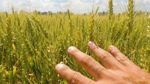 Ears of wheat on the field. walk in large wheat field. Slow Motion. Stock-Footage 197590114