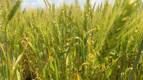 Ears of wheat on the field. walk in large wheat field. Slow Motion. 스톡 동영상 197590124