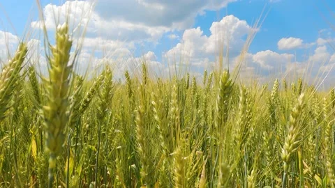 Ears of wheat on the field. walk in large wheat field. Slow Motion Stock-Footage 197590273