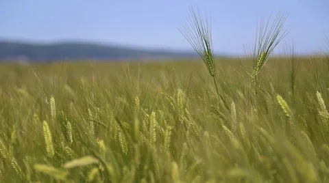 Ears of wheat in field of wheat 動画素材 50348165