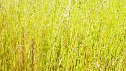 Ears of wheat in a field, yellow-green grass in summer sunlight,animation Vidéo 336862006