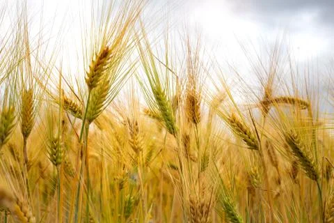 Ears of wheat on filed close up Stock Illustration