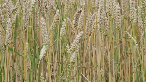 Ears of wheat fill the frame and gently sway - very close up. 4K locked tripod Stock Footage 157080459
