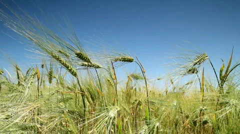 Ears of wheat. Stock Footage 743092