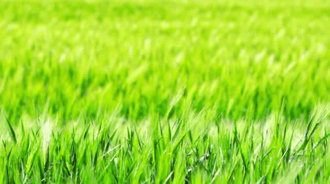 Ears of wheat Stock Footage 24468734