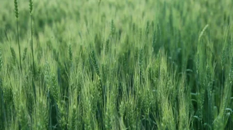Ears of wheat Stock Footage 27900415