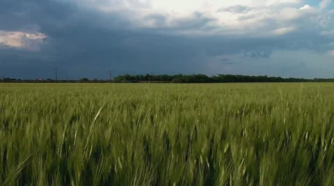 Ears of wheat Stock Footage 33076023