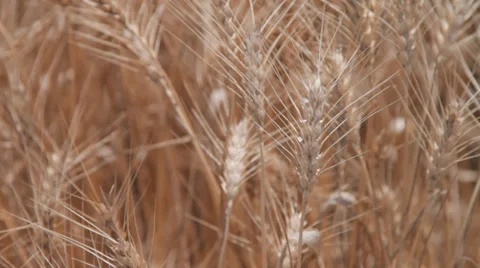 Ears of wheat  Stock Footage 39834410